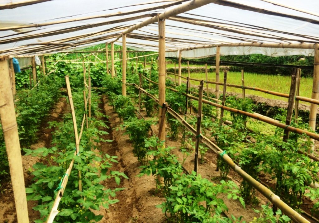 मुगुका महिलाहरु तरकारी खेतीतर्फ आकर्षित